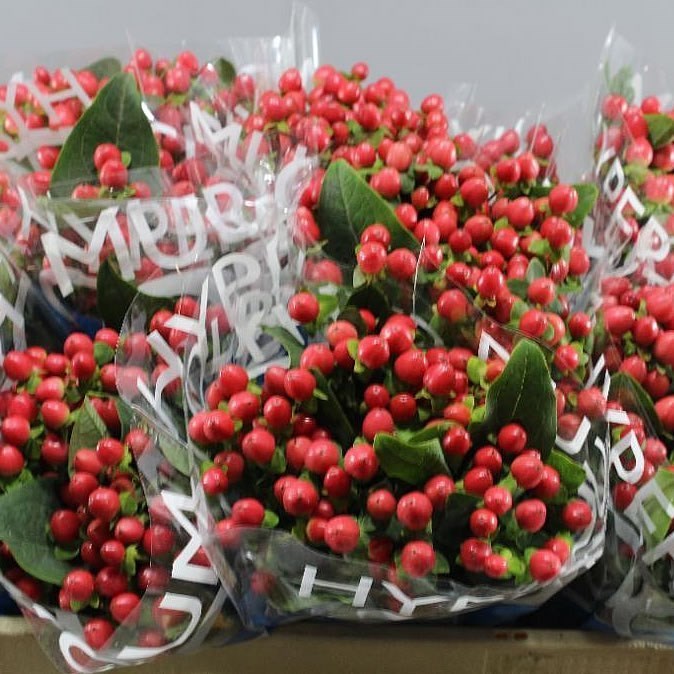 Hypericum Coco Rio Hypericum Coco Rio 60cm | Wholesale Dutch Flowers & Florist Supplies UK