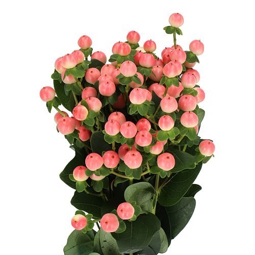Hypericum Coco Tiamo
