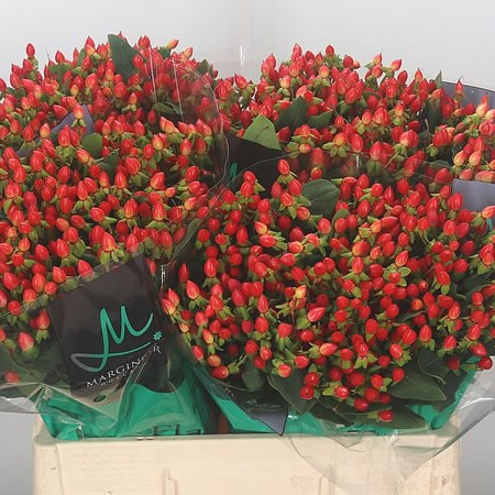 Hypericum Fire Flair