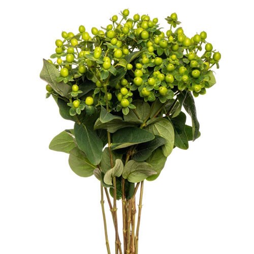 Hypericum Green Attraction