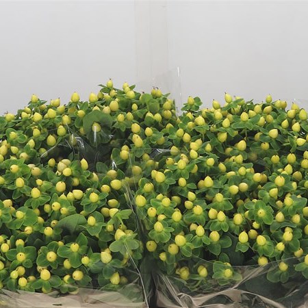 Hypericum Ivory Flair