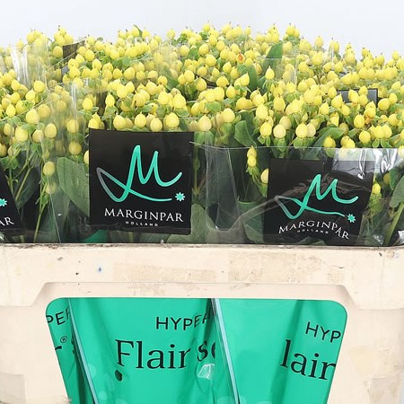 Hypericum Ivory Flair