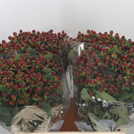 Hypericum King Flair