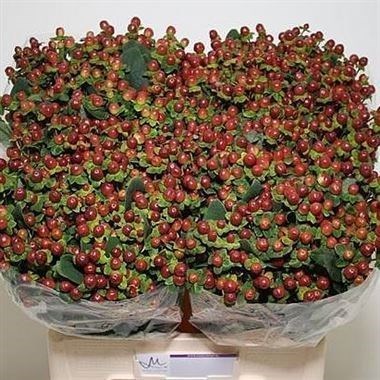 Hypericum King Flair