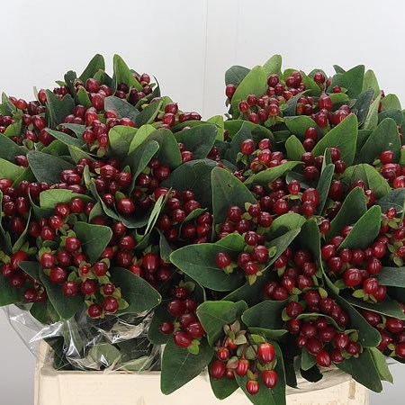 Hypericum Magical Dawn
