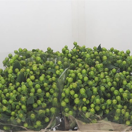 Hypericum Magical Green Power