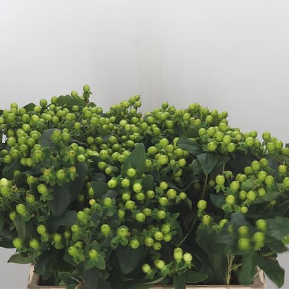  Hypericum Magical Green Power