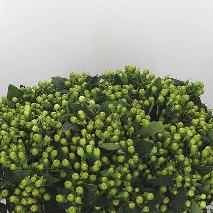 Hypericum Magical Green Revelation