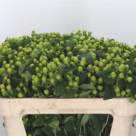 Hypericum Magical Green Revelation