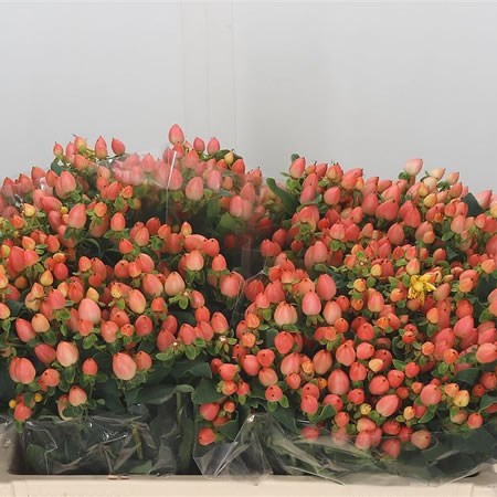 Hypericum Magical Innocence