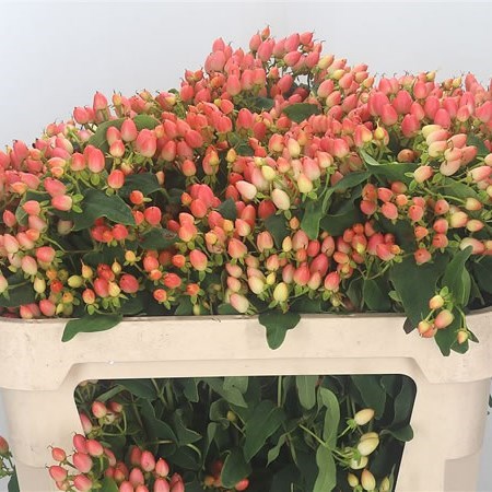 Hypericum Magical Innocence (Spray)