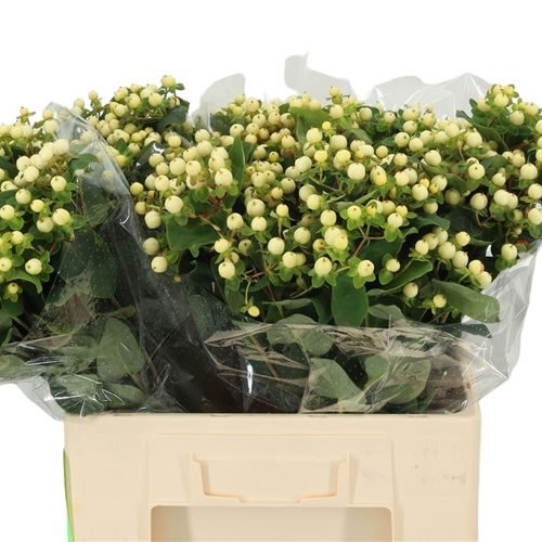 Hypericum Magical Snowprince