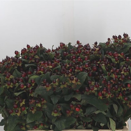 Hypericum Magical Universe