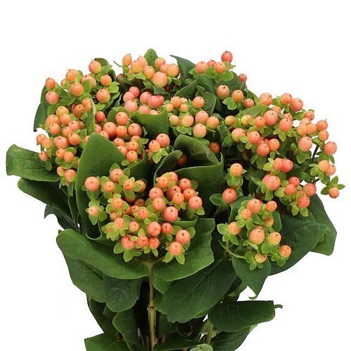 Hypericum Mellow Romance