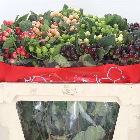 Hypericum Rainbow Romance Mix