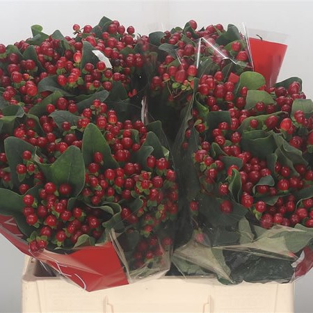 Hypericum Red Light Romance