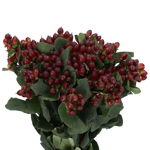Hypericum Rocky Romance