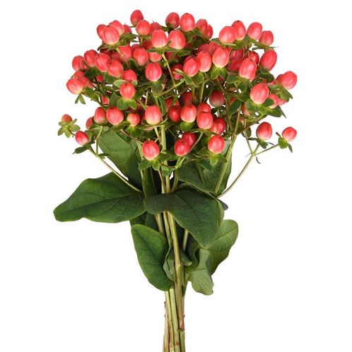 Hypericum Royal Princess