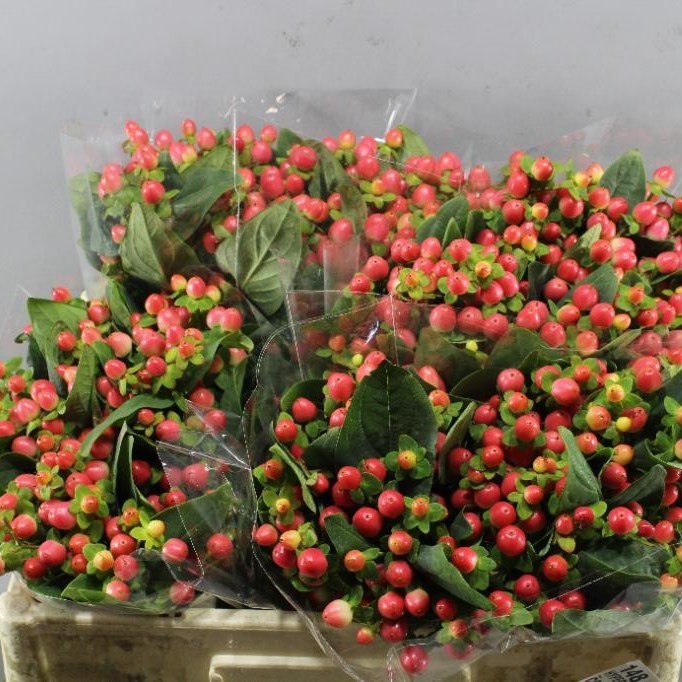 Hypericum Sakura Flair
