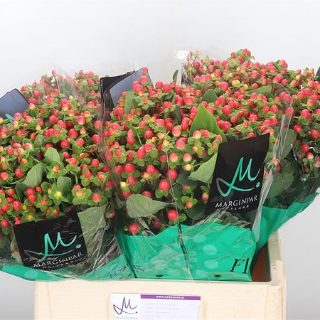 Hypericum Sakura Flair