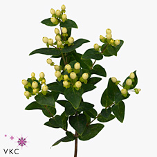 Hypericum Coco Limo