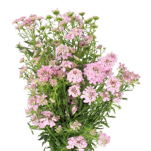 IBERIS PINK