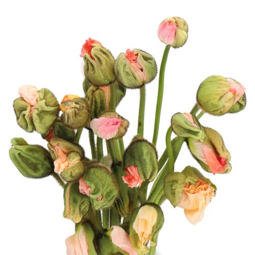 POPPY BUSSANA DARK PINK