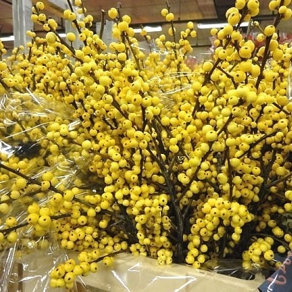 ILEX CITRONELLA
