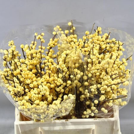 ILEX CITRONELLA (BQT GRADE)