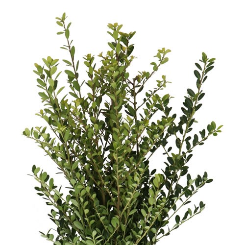 ILEX CRENATA GREEN HEDGE