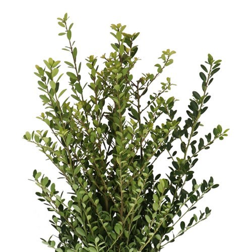 ILEX CRENATA GREEN HEDGE