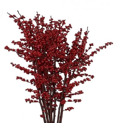 ILEX DYED BURGUNDY