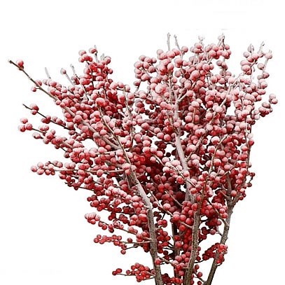 ILEX DYED FROST