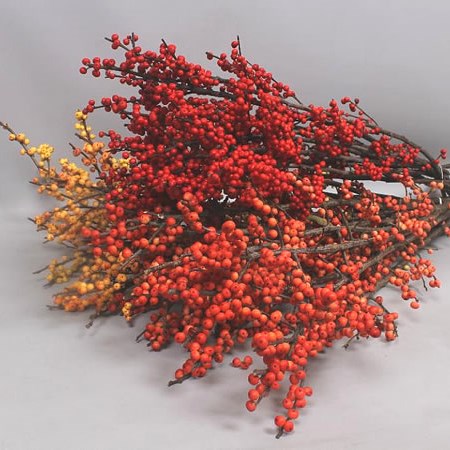 ILEX FALL MIX (BQT GRADE)