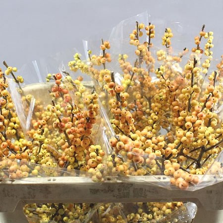ILEX ILEXIA JULIA