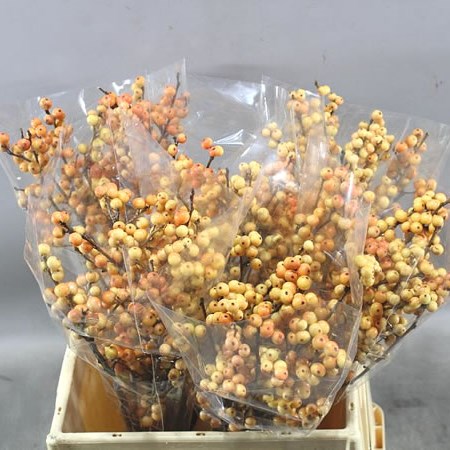 ILEX ILEXIA JULIA (BQT GRADE)