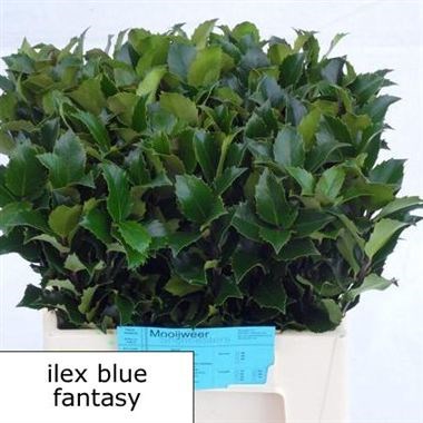 ILEX MR BLUE PRINCE