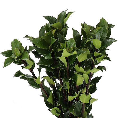 ILEX MESERVEA BLUE FANTASY