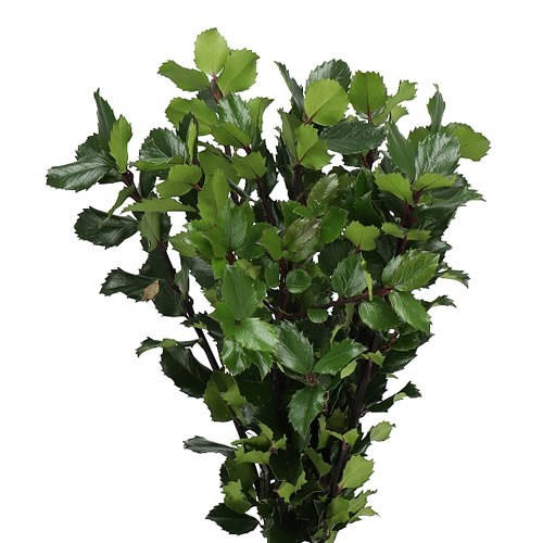ILEX MESERVEA BLUE PRINCE
