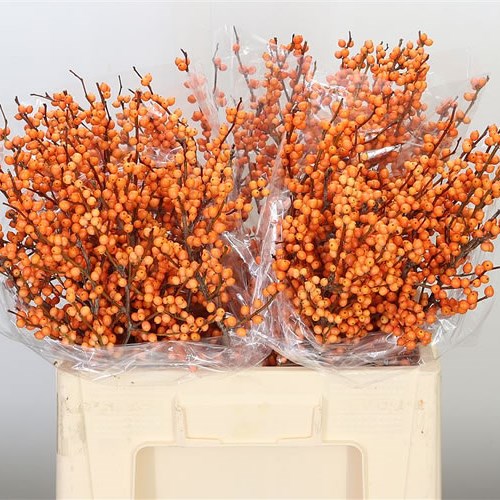 Orange shop beauty supply