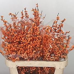 ILEX ORANGE BEAUTY