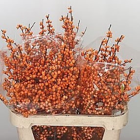 ILEX ORANGE BEAUTY (BQT GRADE)