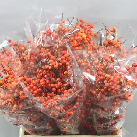 ILEX ORANGE GLOW (BQT GRADE)