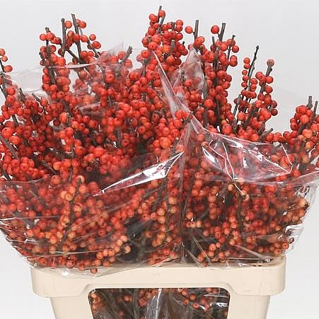 ILEX OUDENDIJKS ORANGE