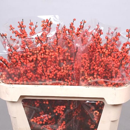 ILEX OUDENDIJKS ORANGE