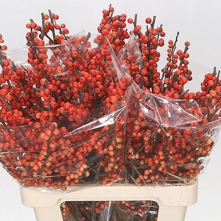 ILEX OUDENDIJKS ORANGE