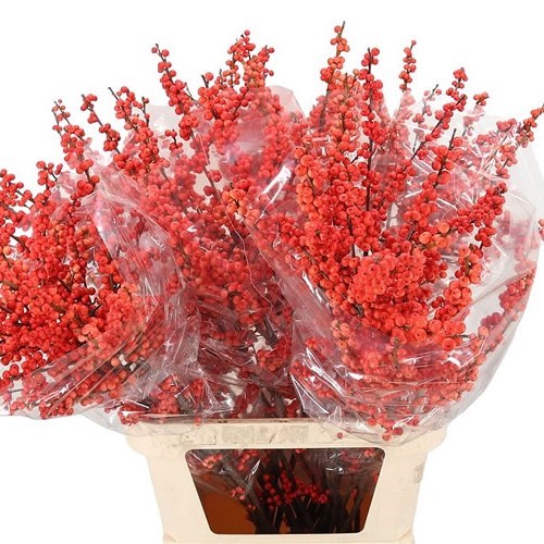 ILEX OUDIJKS ORANGE (BQT GRADE)