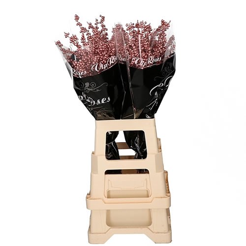 ILEX TREATED METALLIC PINK