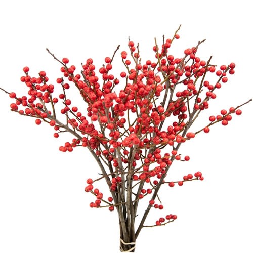 ILEX VERTICILATA (BQT GRADE)