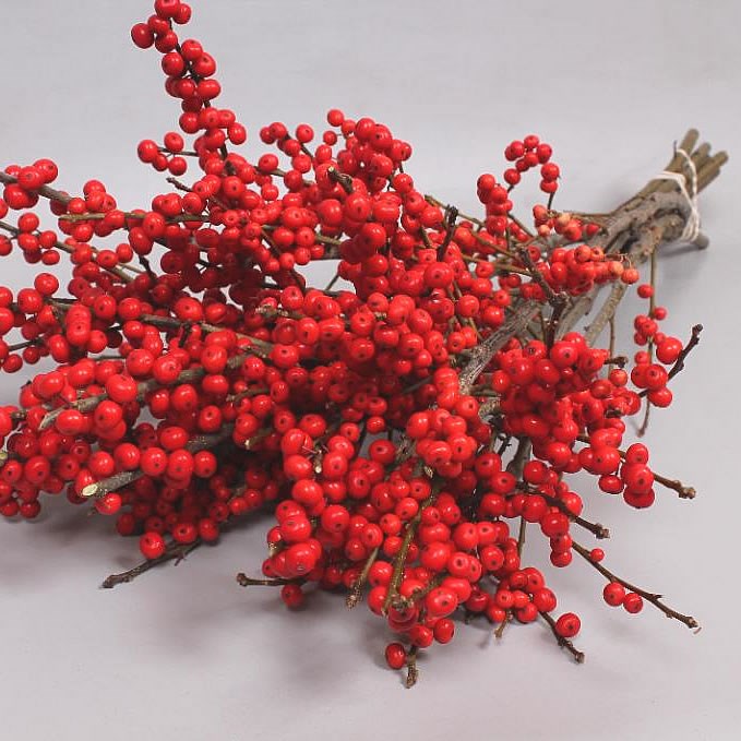 ILEX VERTICILLATA